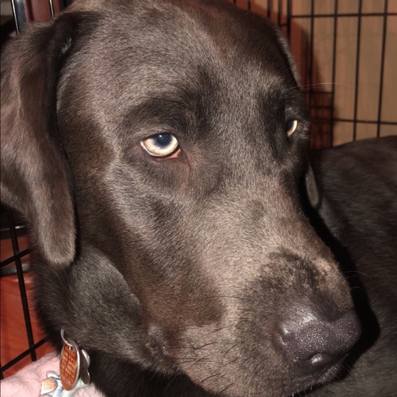 Meet your Posher, Maddy - Picture 6 of 8